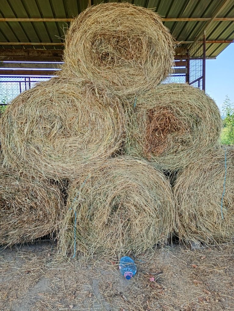 Vând baloți de lucernă și fân