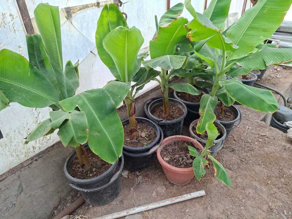 БАНАН кучатлари ( ХОСИЛ беради ). Банан Саженцы ПЛОДОВЫЕ