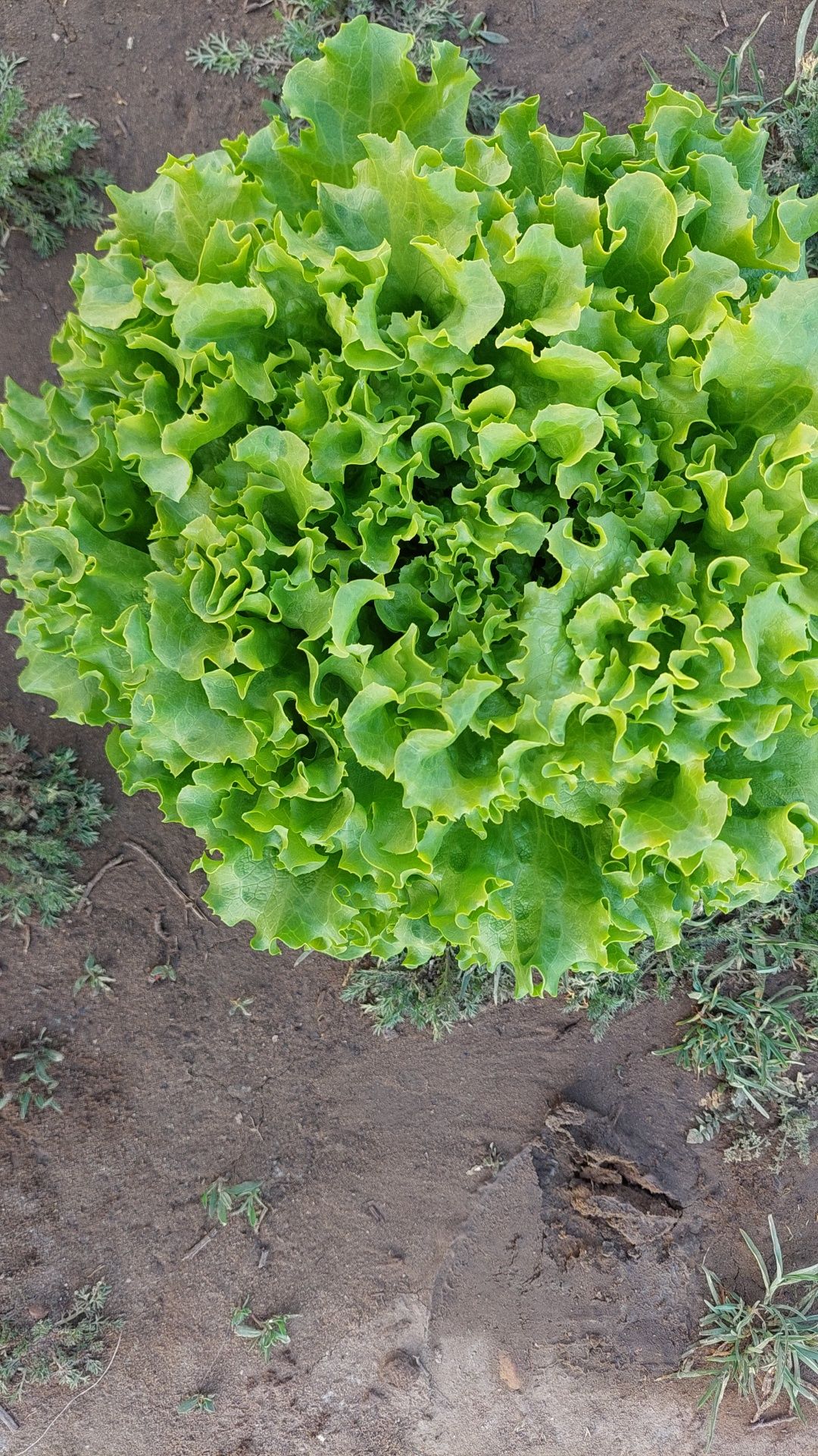 Salată verde creață