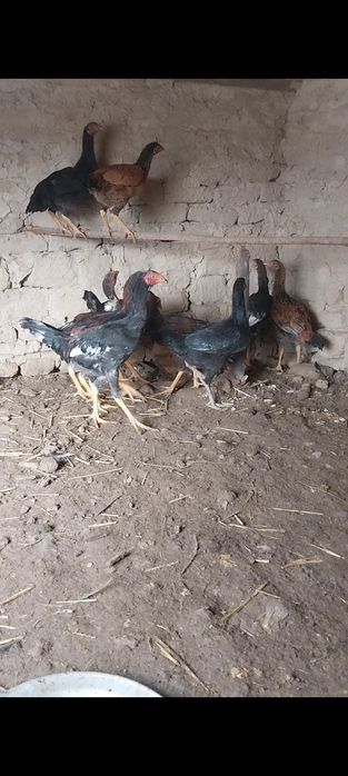 Dakan jojalar sotiladi