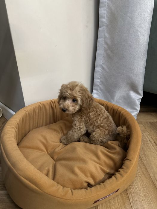 Той-пудель мальчик, 3 мес — премиум класс