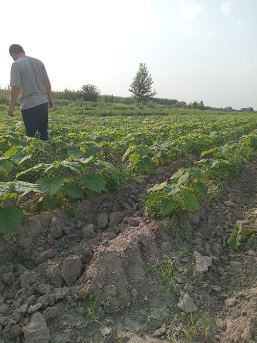 Pavloniya kochatlar sotuvga tayyor