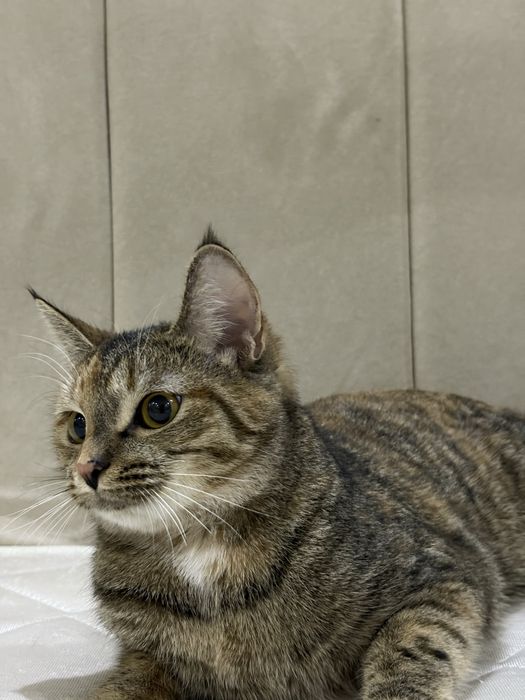 Отдам кошку в добрые руки!