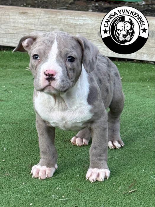 Mascul amstaff blue merle