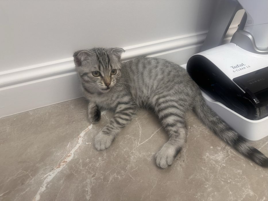 Котенок вислоухий британский