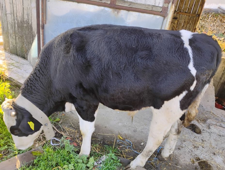 Vând vițel pentru sacrificat