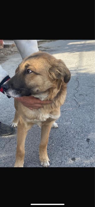 Продается собака