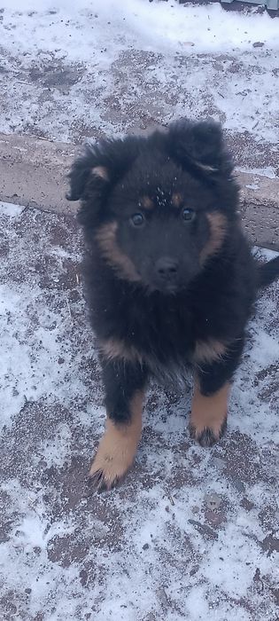 Отдам щенка бесплатно