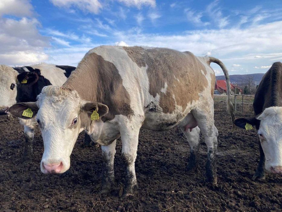 De vanzare 20 de vaci