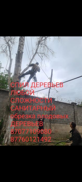Спил деревьев обрезка плодовых