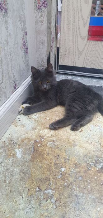 Котик добрый и ласковый