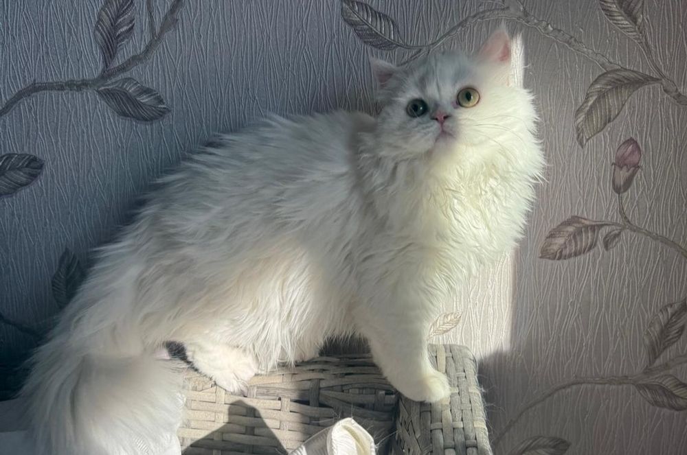 Fetița Scottish Straight