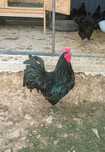 Oua de incubat Australorp Negru