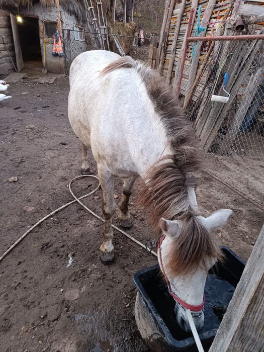 Vind armăsar tinar..