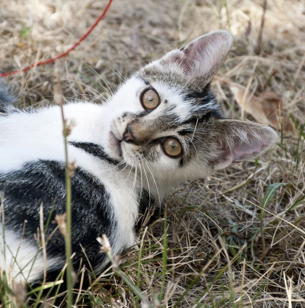 Социализирани котета.