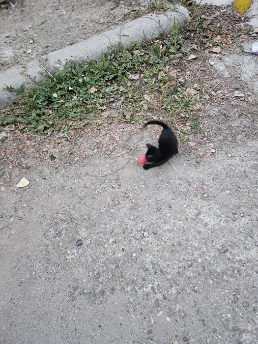 Pentru adoptie 2 pisoi -un motanel si o pisicuta