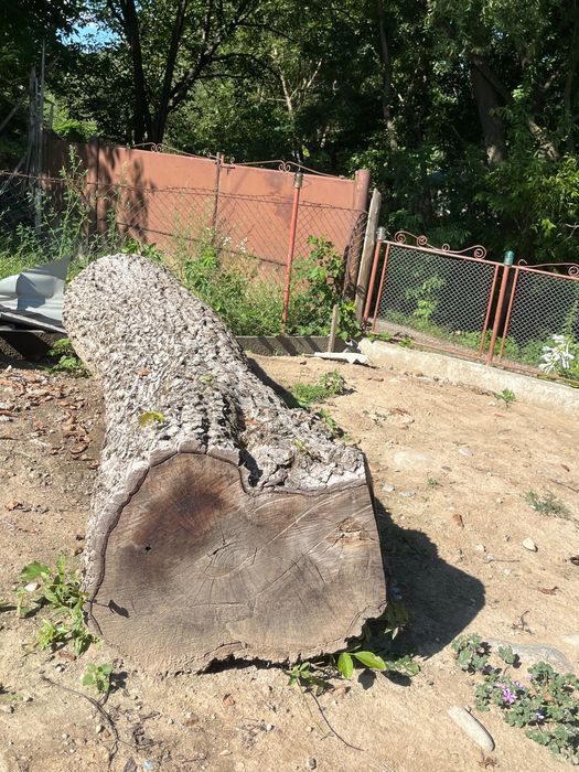 Trunchi de nuc (293cm)