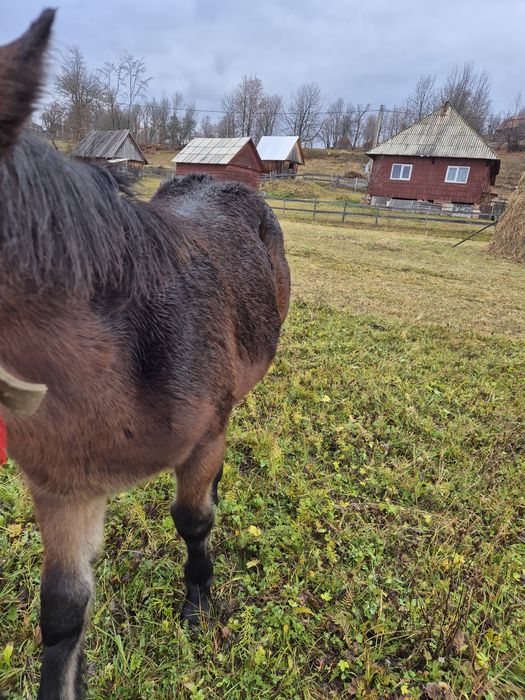 Vând doi mânji de 5-6 luni