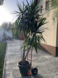 Yucca de vanzare