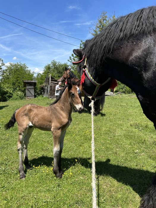 Armasar pentru monta sau vanzare