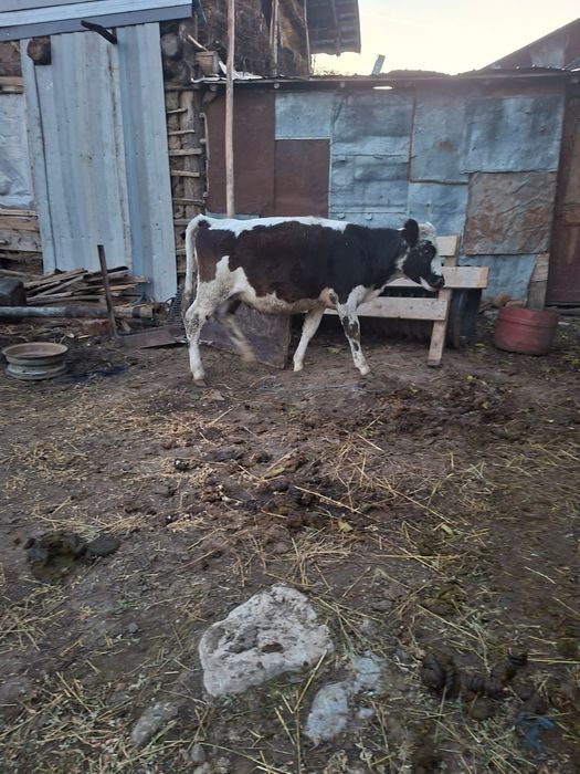 Viței de vânzare!!!