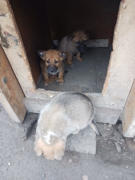 Ofer  căței gratis