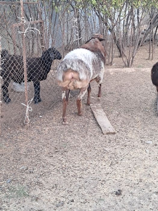 2 бас Кошкарлар бар