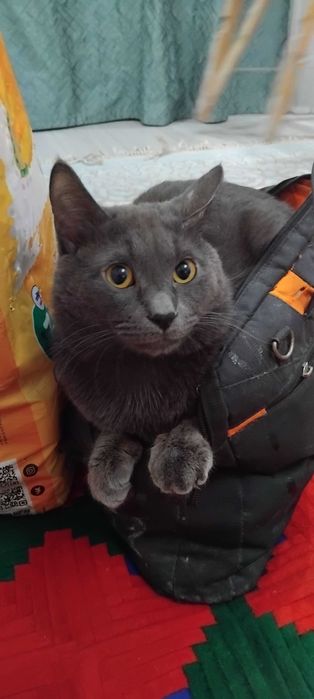 Отдам кота даром