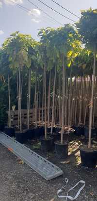 Vând copaci ornamentali specia catalpa bungei