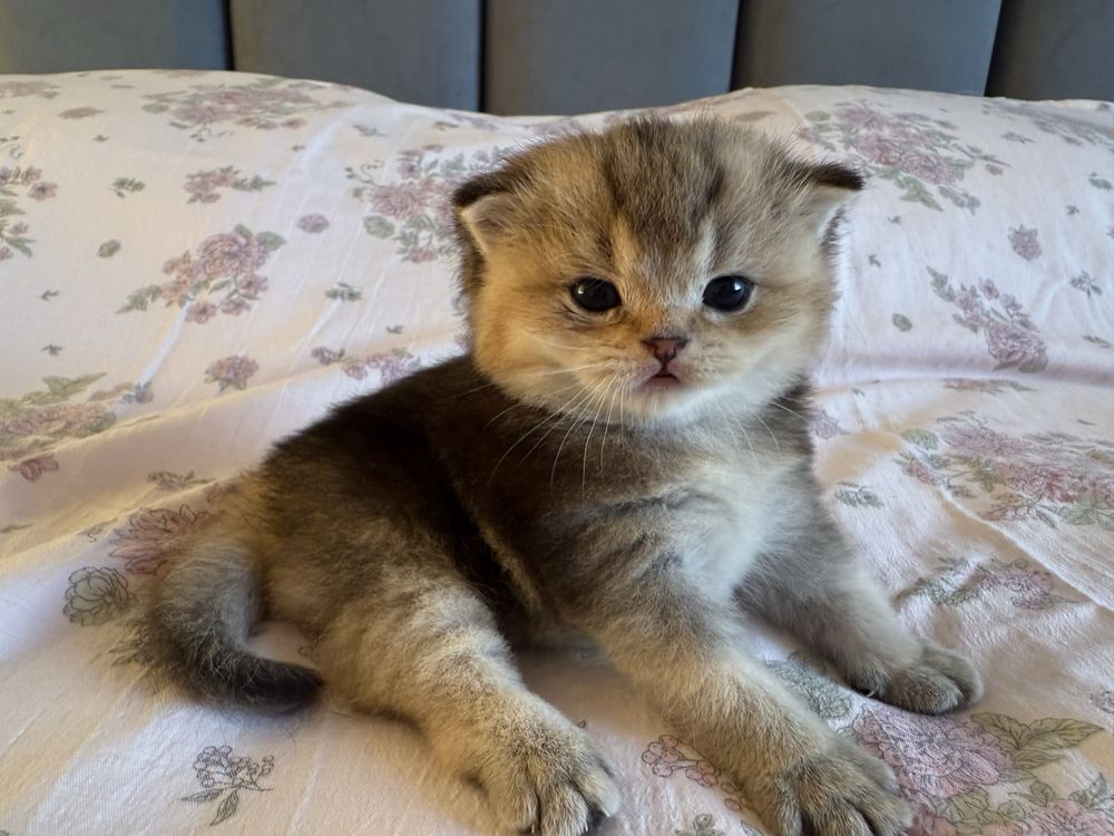 Продаётся британский котенок девочка