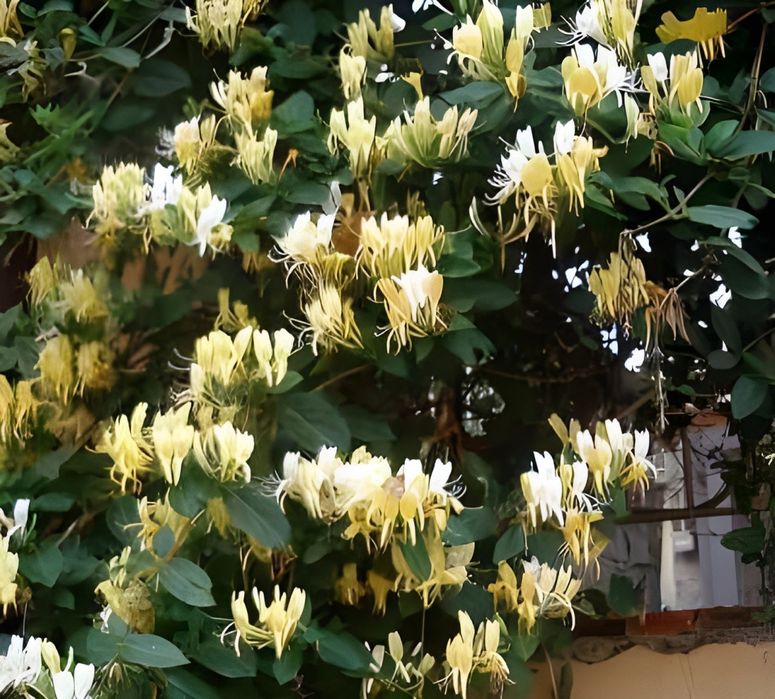 Lonicera mana Maici Domnului