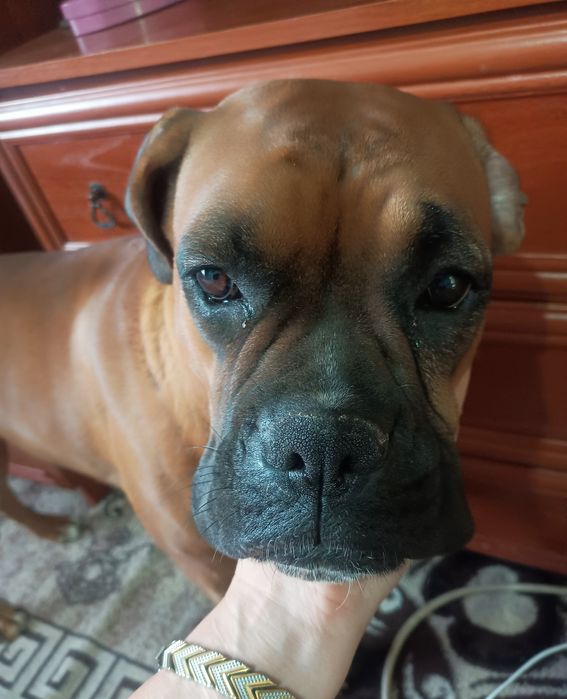 Отдам в заботливые и добрые руки!