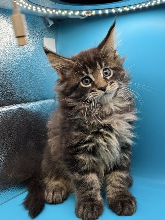 Продаются котята мейкун