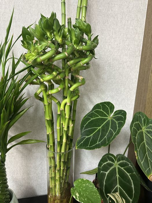 Бамбук. офисное растение озеленение