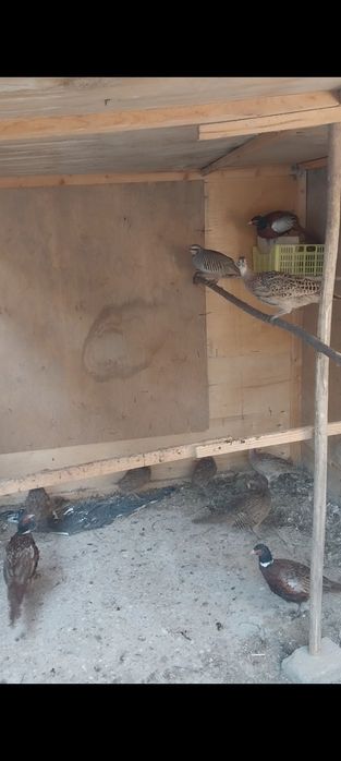 Kavkaz fazan sotiladi bahorgi jo'jalar kelishamiz barteram bo'ladi