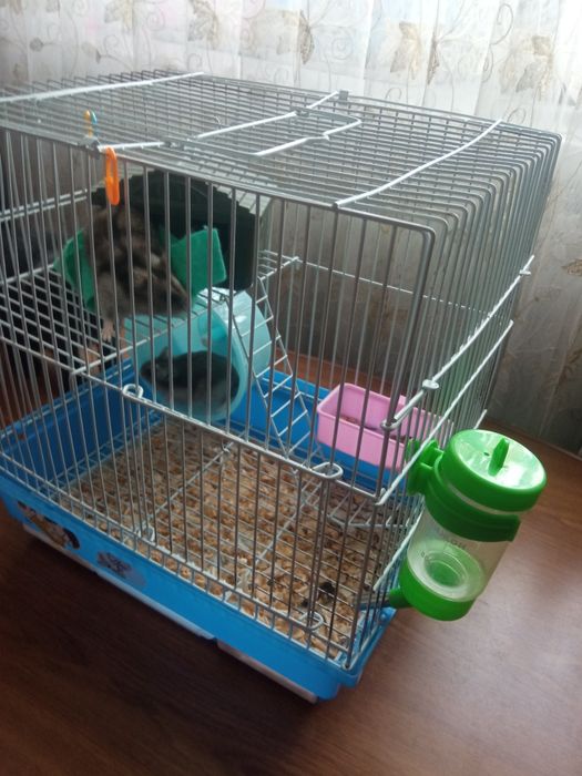 Хомяки с домом, милые пушистые