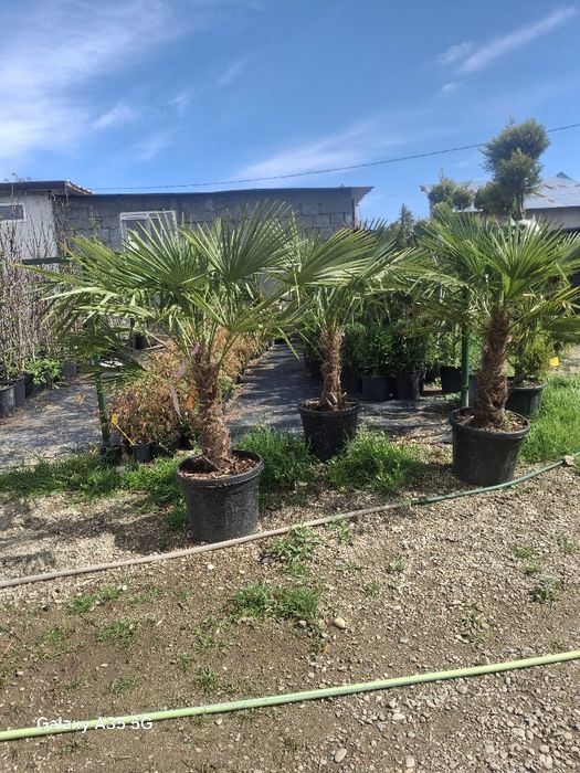 Vând plante ornamentale și piatra naturala