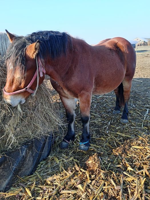 Vând mânz de 2 ani foarte balnd