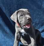 Mascul Cane Corso