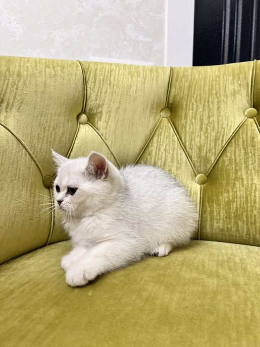 Мушукча тоза зотлик серебристий шиншила
