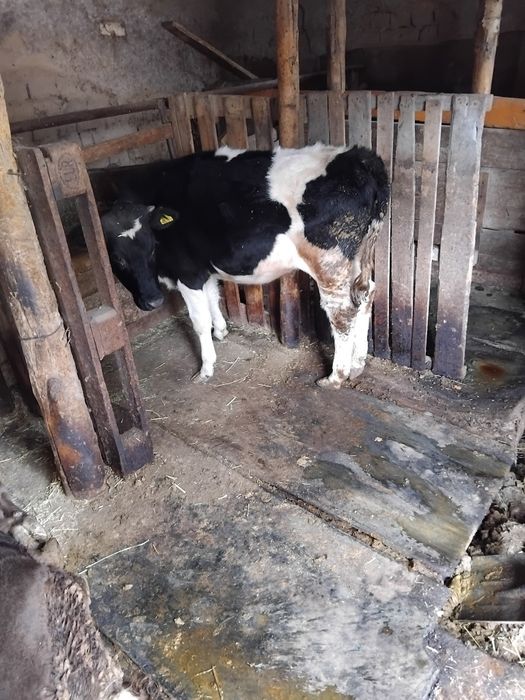 Екы тана сатлады