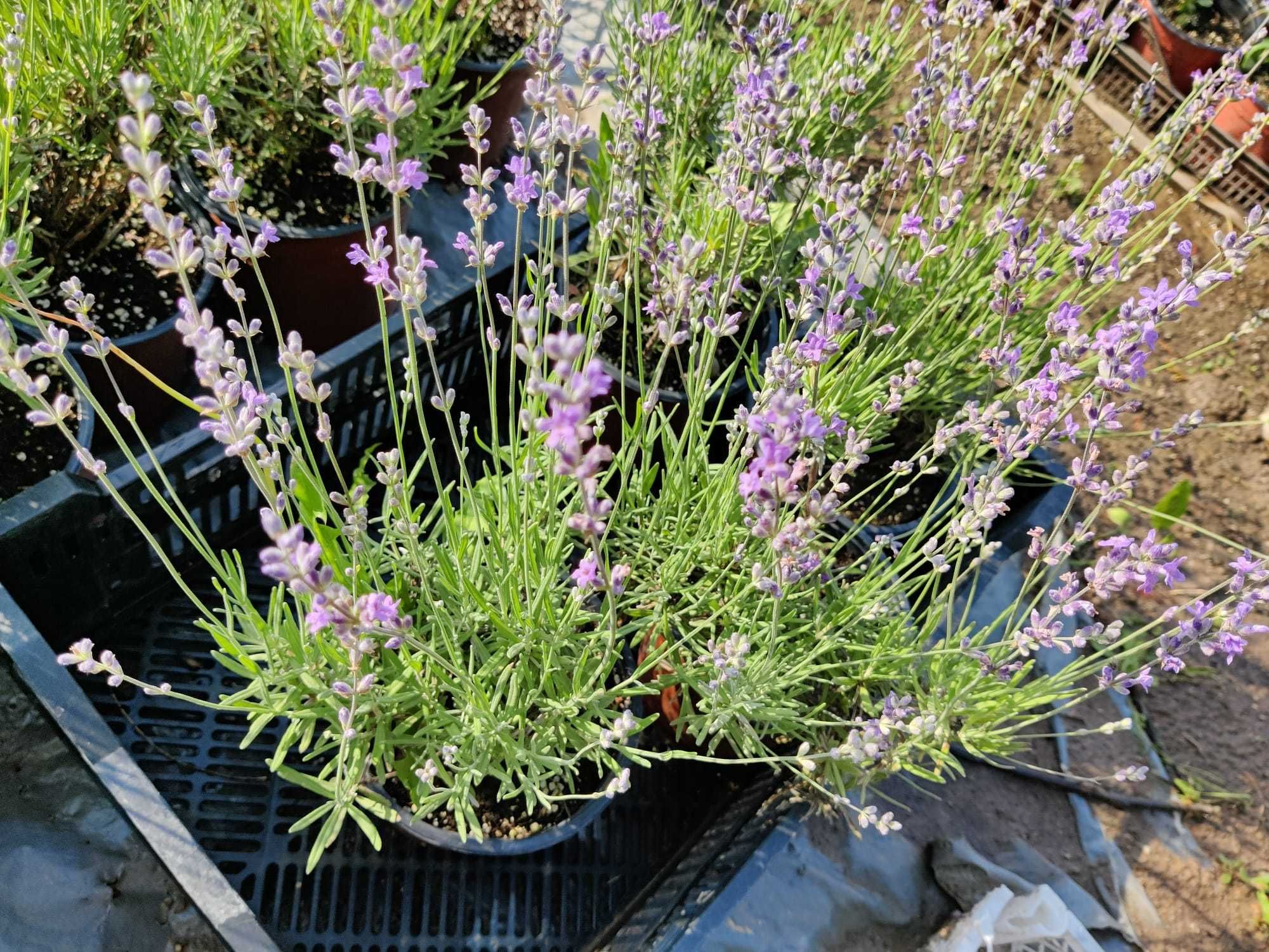 Puietii Iarba albastra / Tufe Lavanda/Iarba pampas/Plante ornamentale