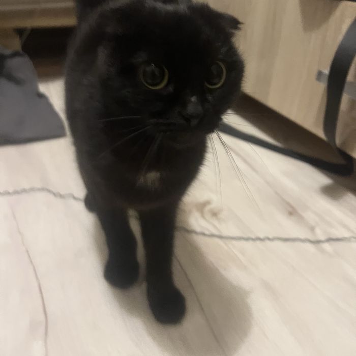 отдам кошку в добрые руки