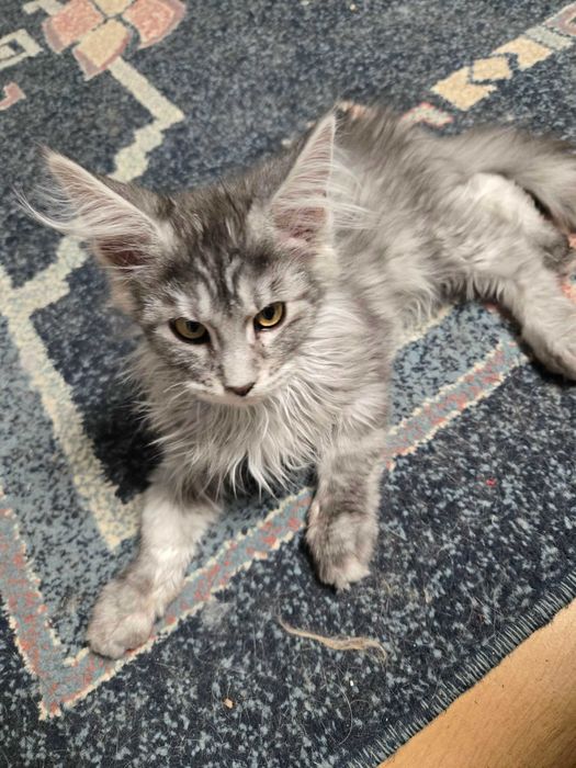 Котенца Мейн Куун