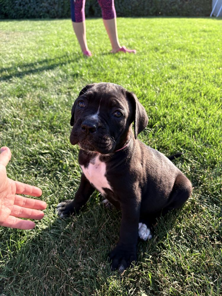 Pui Cane Corso 7 saptamani femela