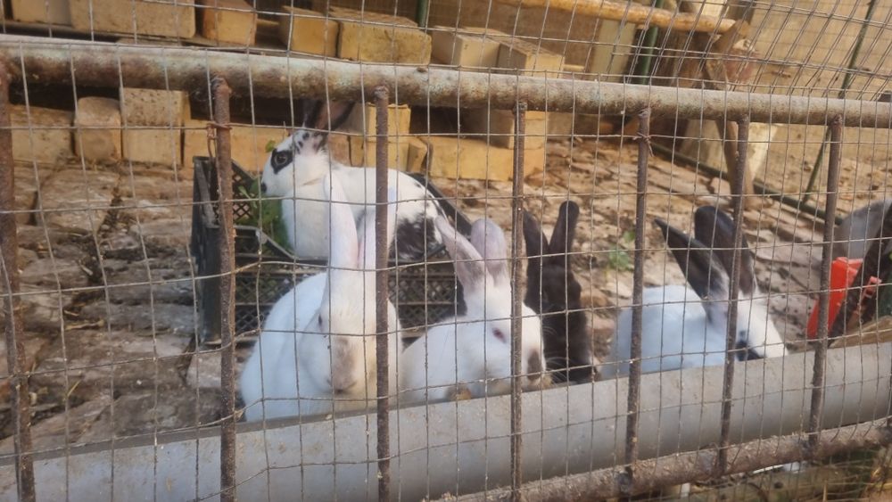 Продаются кролики разного возраста и разные породы