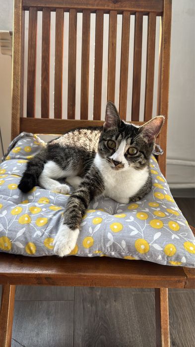 Бесплатно котят