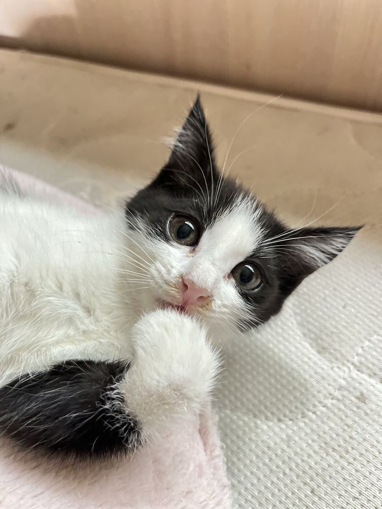 Котята , кошки , котёнок