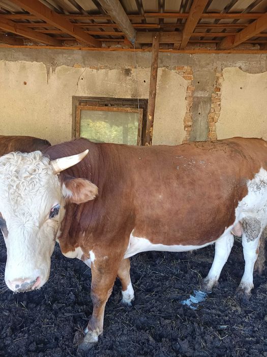 Продавам мъжки телета