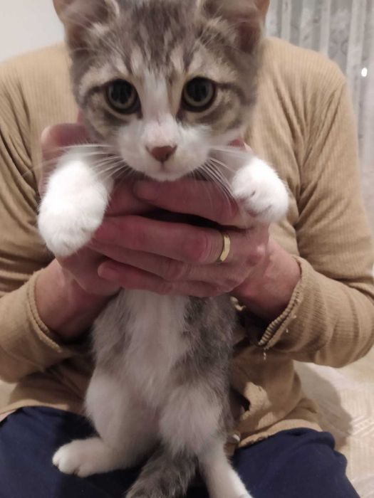Adoptie Pisicute